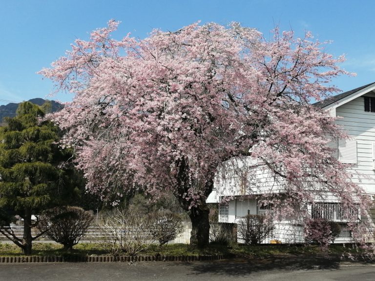 地区センターの桜