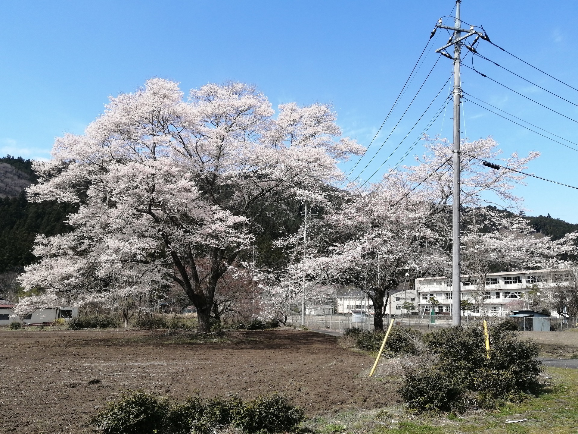 ふれあいの郷裏手の桜