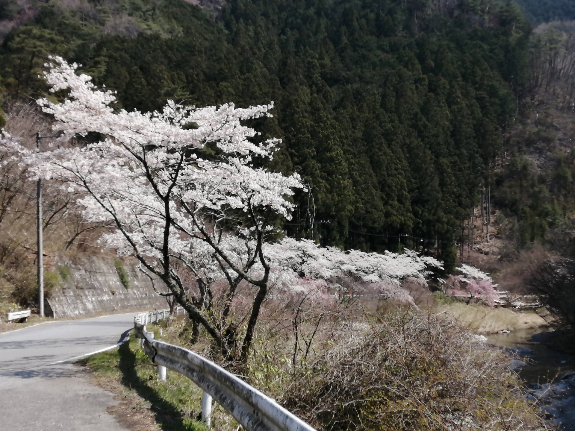 山中の桜並木1