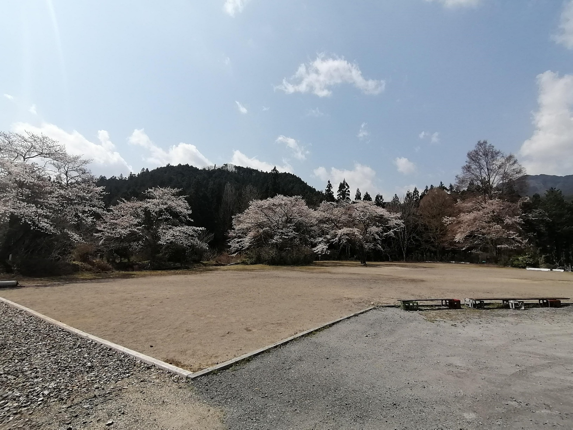 小来川駐在所横広場の桜