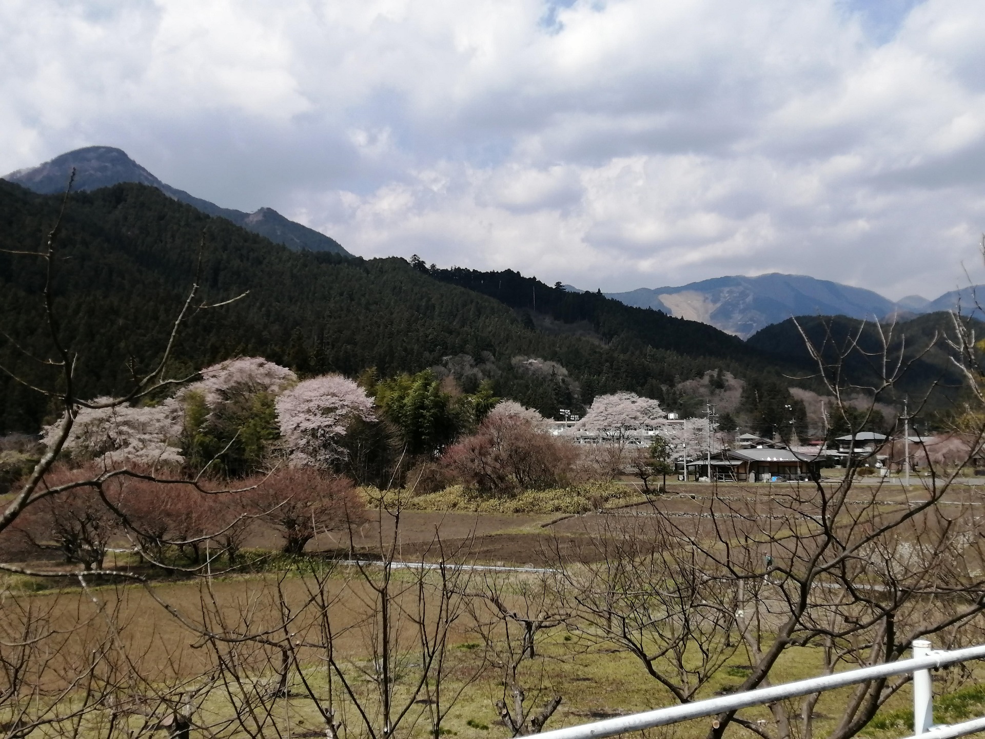 ふれあいの郷周辺の桜