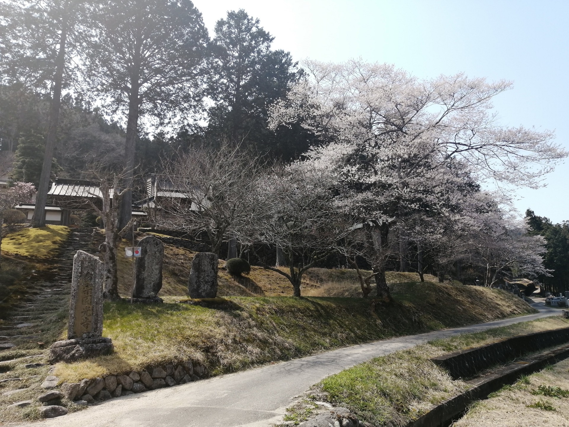 円光寺の桜